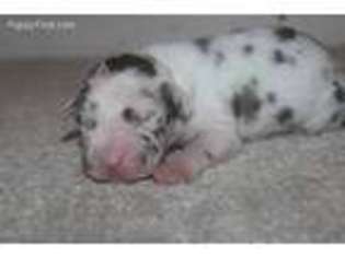 Great Dane Puppy for sale in Locust Grove, GA, USA