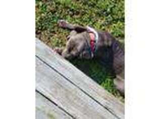 Neapolitan Mastiff Puppy for sale in Greensboro, NC, USA