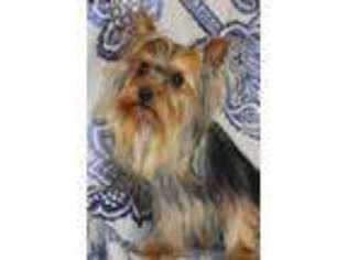 Yorkshire Terrier Puppy for sale in Chouteau, OK, USA