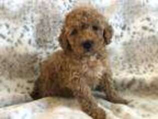 Mutt Puppy for sale in Graham, NC, USA