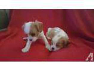 Cavalier King Charles Spaniel Puppy for sale in CLOVIS, CA, USA
