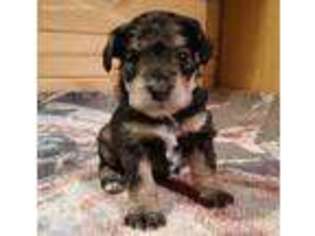 Schnoodle (Standard) Puppy for sale in Toney, AL, USA