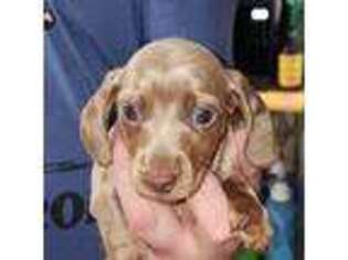 Dachshund Puppy for sale in Shelbyville, IN, USA