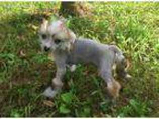 Chinese Crested Puppy for sale in Rockvale, TN, USA