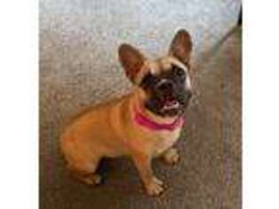 French Bulldog Puppy for sale in Kelseyville, CA, USA