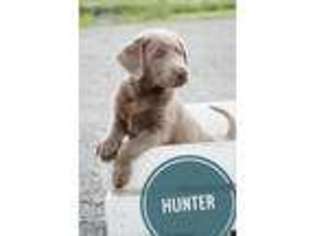 Labrador Retriever Puppy for sale in Butler, IN, USA