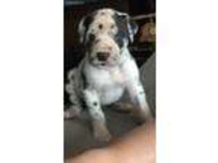 Great Dane Puppy for sale in Swaledale, IA, USA