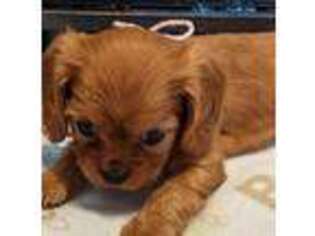 Cavalier King Charles Spaniel Puppy for sale in Durant, OK, USA