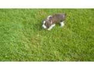 English Springer Spaniel Puppy for sale in Jeffersonville, VT, USA