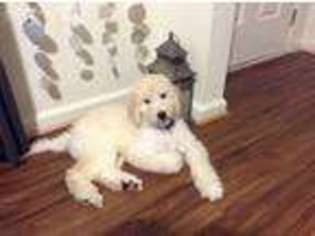 Goldendoodle Puppy for sale in Woodlawn, VA, USA