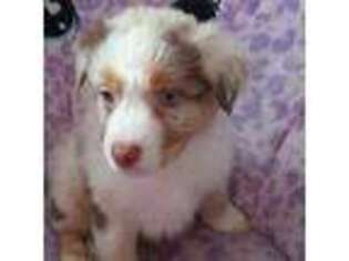 Australian Shepherd Puppy for sale in Castle Rock, CO, USA