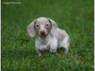 Dachshund Puppy for sale in Strafford, MO, USA