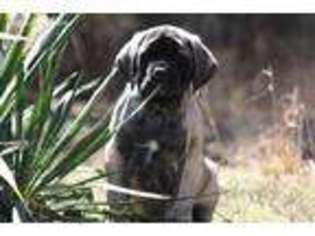 Mastiff Puppy for sale in Millport, AL, USA