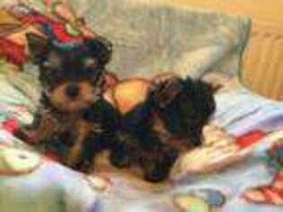 Yorkshire Terrier Puppy for sale in Bedford, VA, USA