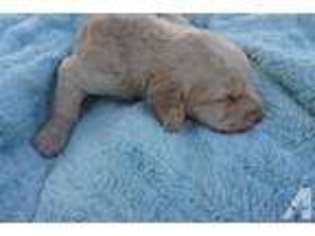 Labradoodle Puppy for sale in SALEM, OR, USA