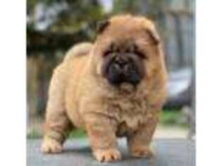 Chow Chow Puppy for sale in Jackson, MI, USA