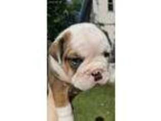 Olde English Bulldogge Puppy for sale in Momence, IL, USA