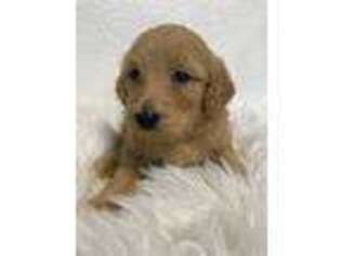 Labradoodle Puppy for sale in Manteca, CA, USA