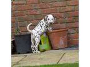 Dalmatian Puppy for sale in Orlando, FL, USA