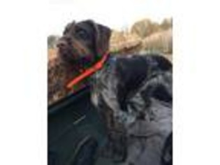 German Wirehaired Pointer Puppy for sale in Warsaw, IN, USA