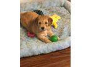 Goldendoodle Puppy for sale in Anderson, SC, USA