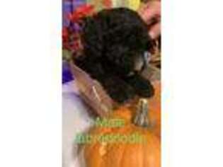 Labradoodle Puppy for sale in Coweta, OK, USA