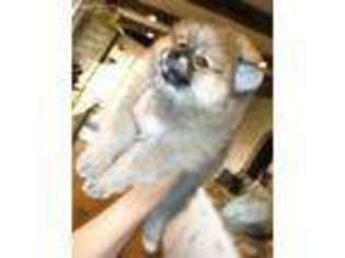 Pomeranian Puppy for sale in Saint Charles, IL, USA