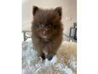 Pomeranian Puppy for sale in Rockville, MD, USA