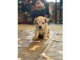 Schnoodle (Standard) Puppy for sale in Moxee, WA, USA