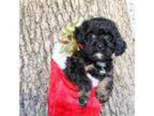 Cavapoo Puppy for sale in Bridgeport, TX, USA