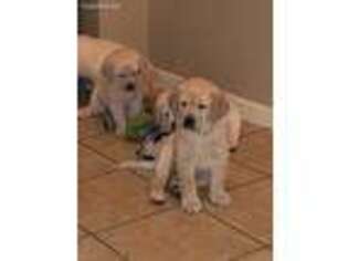 Labrador Retriever Puppy for sale in Humble, TX, USA