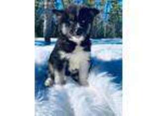 Siberian Husky Puppy for sale in Bozeman, MT, USA