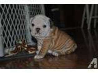Bulldog Puppy for sale in WASHOUGAL, WA, USA
