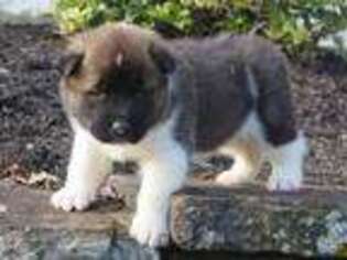 Akita Puppy for sale in Glenmoore, PA, USA