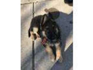German Shepherd Dog Puppy for sale in Trenton, TX, USA