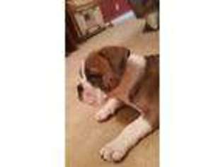 Olde English Bulldogge Puppy for sale in Pocahontas, AR, USA