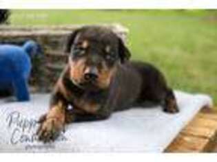 Doberman Pinscher Puppy for sale in Millersburg, IN, USA