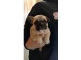 French Bulldog Puppy for sale in Grant, NE, USA