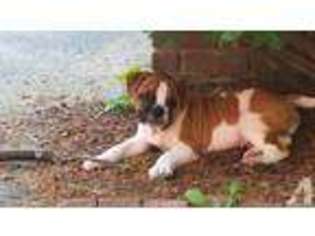 Olde English Bulldogge Puppy for sale in PRINCETON, MA, USA