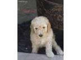 Goldendoodle Puppy for sale in Citrus Heights, CA, USA