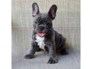 French Bulldog Puppy for sale in Wells, ME, USA