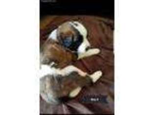 Saint Bernard Puppy for sale in Ozark, MO, USA