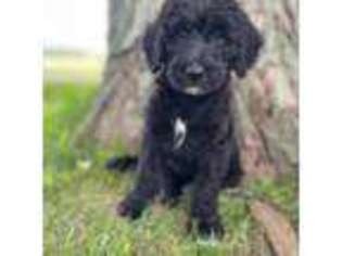 Mutt Puppy for sale in Plymouth, WI, USA