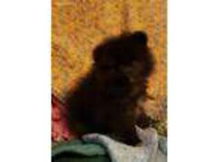 Pomeranian Puppy for sale in Nacogdoches, TX, USA