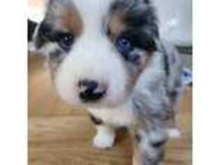 Australian Shepherd Puppy for sale in Farmington, CT, USA