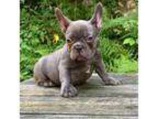 French Bulldog Puppy for sale in Mahwah, NJ, USA