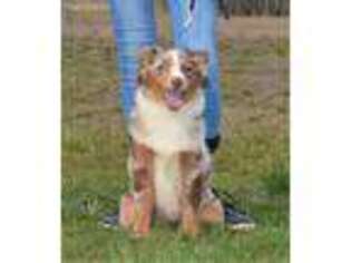 Miniature Australian Shepherd Puppy for sale in Canby, OR, USA