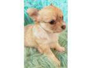 Chihuahua Puppy for sale in Navasota, TX, USA