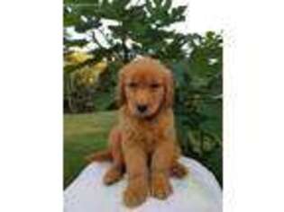Golden Retriever Puppy for sale in Whiteville, TN, USA