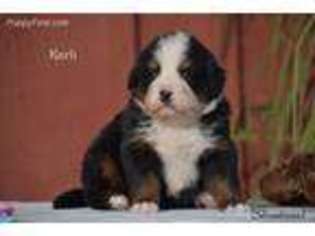 Bernese Mountain Dog Puppy for sale in Danville, PA, USA